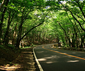 Beautiful view of the  green hill and forest