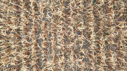Aerial shot of field with dry corn stalks. Flying over farmland. Agriculture or harvesting concept. Top view