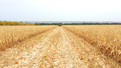 Aerial view of yellow corn or wheat field. Flying over scenic farmland during harvesting. Beautiful landscape at background. Agriculture concept