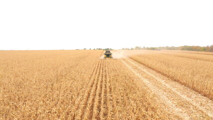 Aerial shot of harvester gathering corn crop in farmland. Flying over combine working on farm...