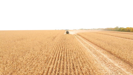 Aerial shot of harvester gathering corn crop in farmland. Flying over combine working on farm during harvesting. Beautiful countryside landscape with large field at background. Front view