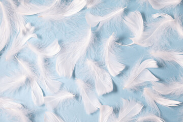 white feathers on a blue background. Light delicate background