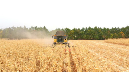 Obraz premium Aerial shot of harvester gathering corn crop in farmland. Combine working on farm during harvesting. Agriculture machine driving among beautiful countryside landscape. Front view