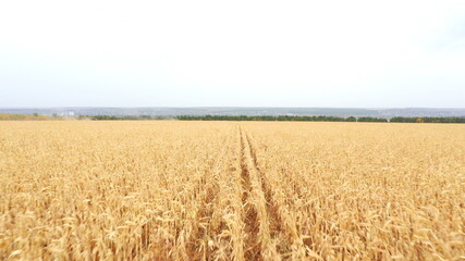Aerial view of yellow corn or wheat field. Flying over scenic farmland during harvesting. Beautiful landscape at background. Agriculture concept