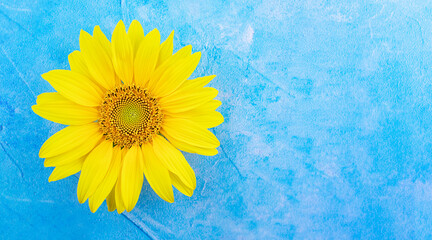 Yellow sunflower close-up on a blue background. Sunflower