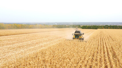 Obraz premium Aerial shot of harvester working on farm. Flying over combine gathering corn crop. Scenic countryside landscape around. Harvesting or agronomy concept