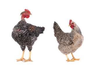 naked neck rooster isolated on white background