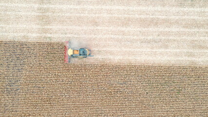 Aerial shot of combine gathering corn. Flying over harvester slowly riding through field cutting...