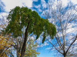 arbol sobre el cielo