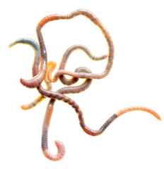 Earthworms isolated on a white