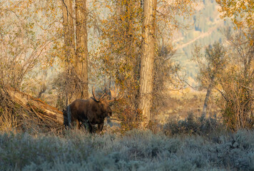 Bull Moose During the Rut in Wyoming in Autumn