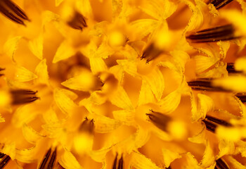 Close-up of sunflower pollen as background.