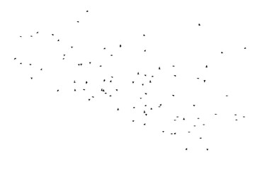 Flock of birds isolated on white background