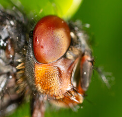 Close-up portrait of a fly in nature.
