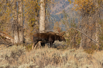Bull Moose During the Rut in Wyoming in Autumn