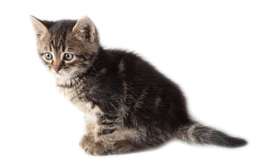 Kitten portrait isolated on a white background.