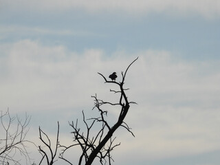 Hawk silhouetted in a tree: Red-tailed hawk bird of prey raptor silhouetted as it is perched in a bare tree on a late autumn day with a blue cloudy sky in the background