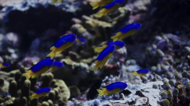 A coral reef with a school of Goldbelly damsel, Pomacentrus auriventris, Raja Ampat Indonesia