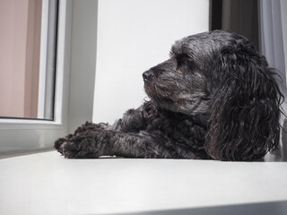Cute dog relaxing by window at home
