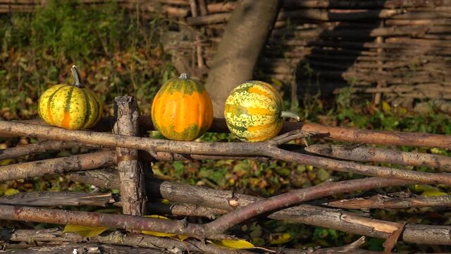 Yellow autumn leaves slowly fall on the decorative small pumpkins that stand on a wattle fence, slow motion