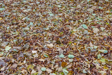 Bright fallen leaves of golden color on the autumn ground