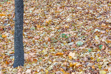 Bright fallen leaves of golden color on the autumn ground