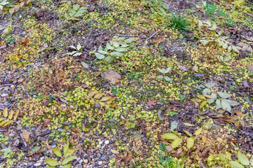 Bright fallen leaves of golden color on the autumn ground