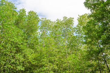 Avicennia alba at mangrove forest  in Thailand