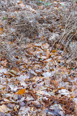 Bright fallen leaves of golden color on the autumn ground