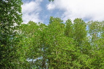 Avicennia alba at mangrove forest  in Thailand