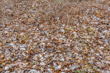 Bright fallen leaves of golden color on the autumn ground