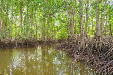 Avicennia alba at mangrove forest  in Thailand