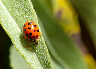Close-up of a ladybug on a green leaf.