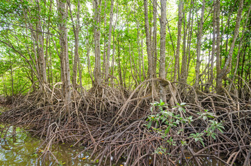 Avicennia alba at mangrove forest  in Thailand