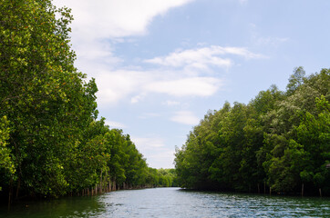 Avicennia alba at mangrove forest  in Thailand