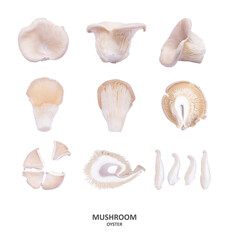 Oyster mushrooms. parts of the mushroom. panorama