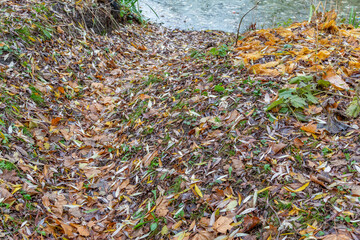 Bright fallen leaves of golden color on the autumn ground