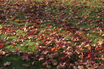 red and yellow leaves. Leaf fall