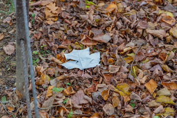 Bright fallen leaves of golden color on the autumn ground