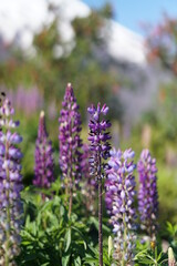 Naklejka premium volcan osorno, chile, landscape, snow, spring, latinamerica