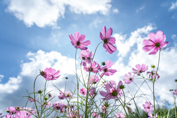 Obraz na płótnie Canvas Beautiful cosmos flowers are blooming in colorful with bright sky background, flowers in garden garden.