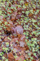 Bright fallen leaves of golden color on the autumn ground