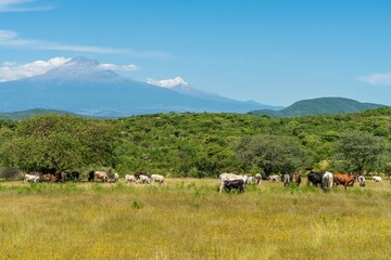 Cows and bulls in beautiful meadow green grass and perfect clear sky