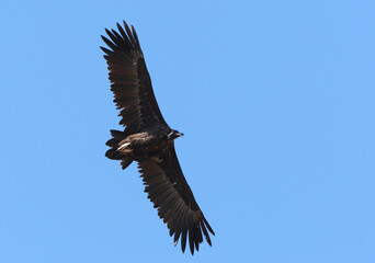 Fototapeta premium Cinereous Vulture, Monniksgier, Aegypius monachus