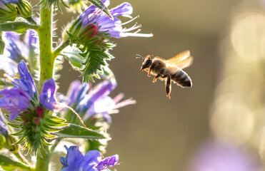 A bee collects honey on blue flowers