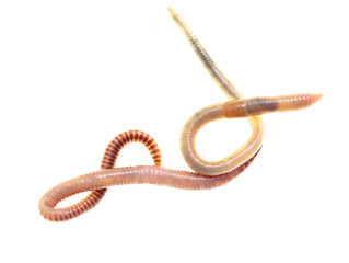 Earthworm on a white background.