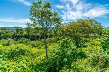 Fototapeta premium Natural green field with trees and pastures at summer sunny day