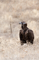 Monniksgier, Cinereous Vulture, Aegypius monachus
