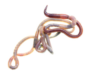 Earthworms isolated on a white