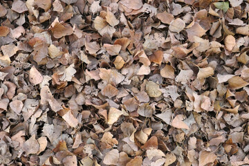 trees and leaves,piles of dry leaves in the fall,